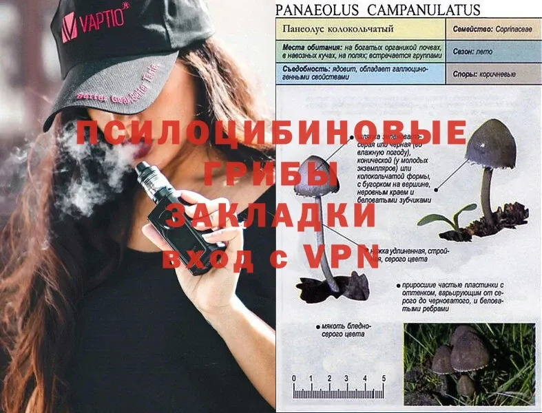 Галлюциногенные грибы Psilocybine cubensis  Челябинск 